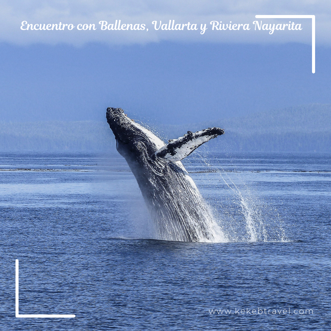 Encuentro con Ballenas, Vallarta, 5