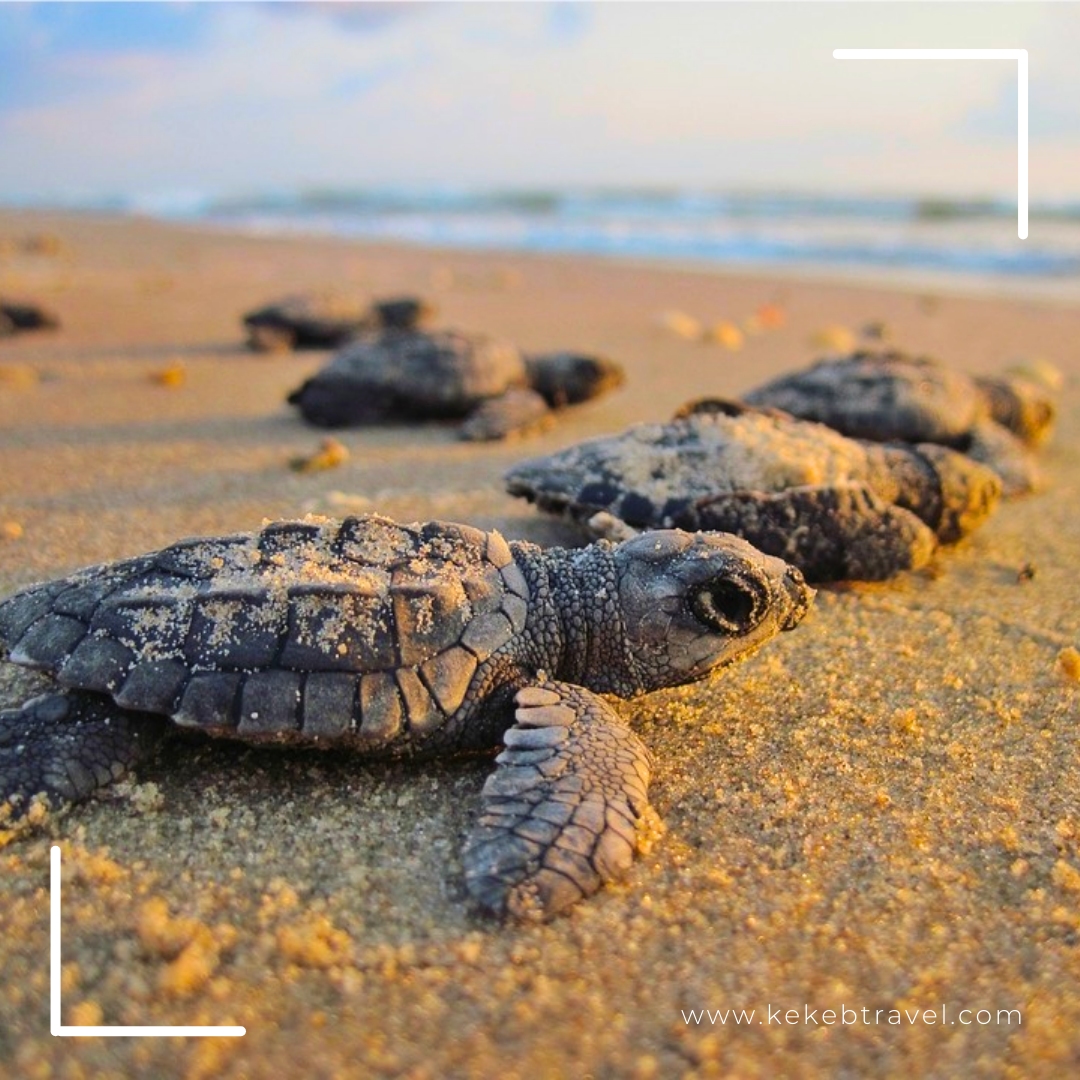 Liberación de Tortugas 1