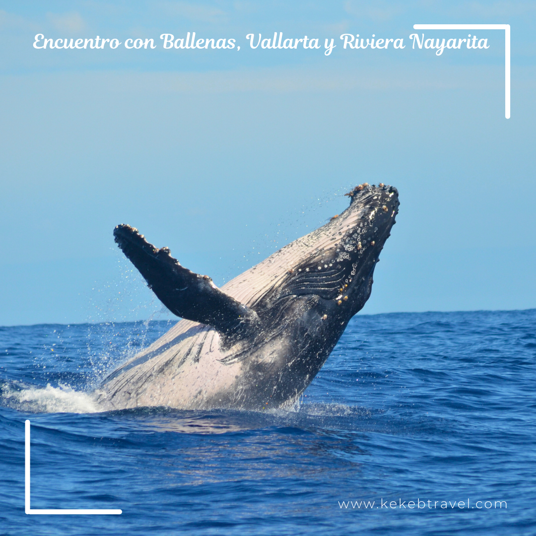 Encuentro con Ballenas, Vallarta, 2