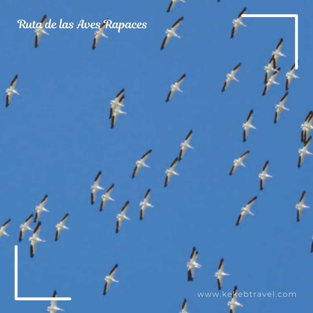 Ruta de las Aves Rapaces 2