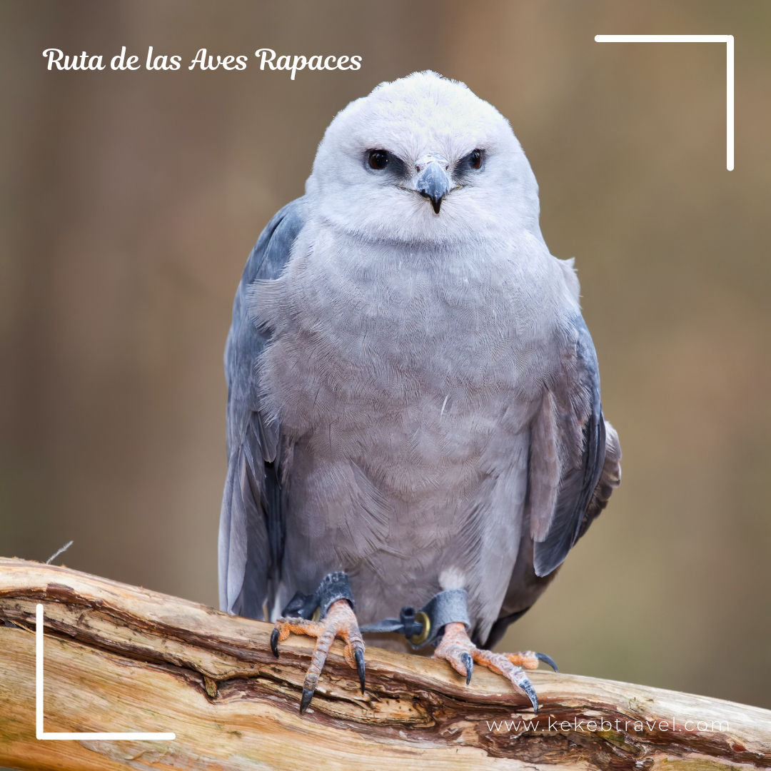 Ruta de las Aves Rapaces 5