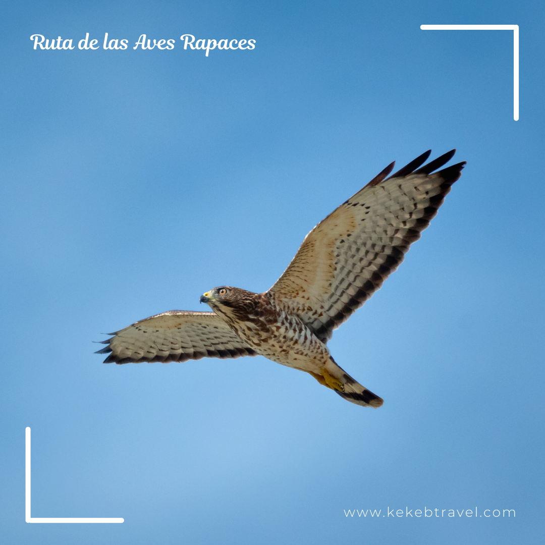 Ruta de las Aves Rapaces 8