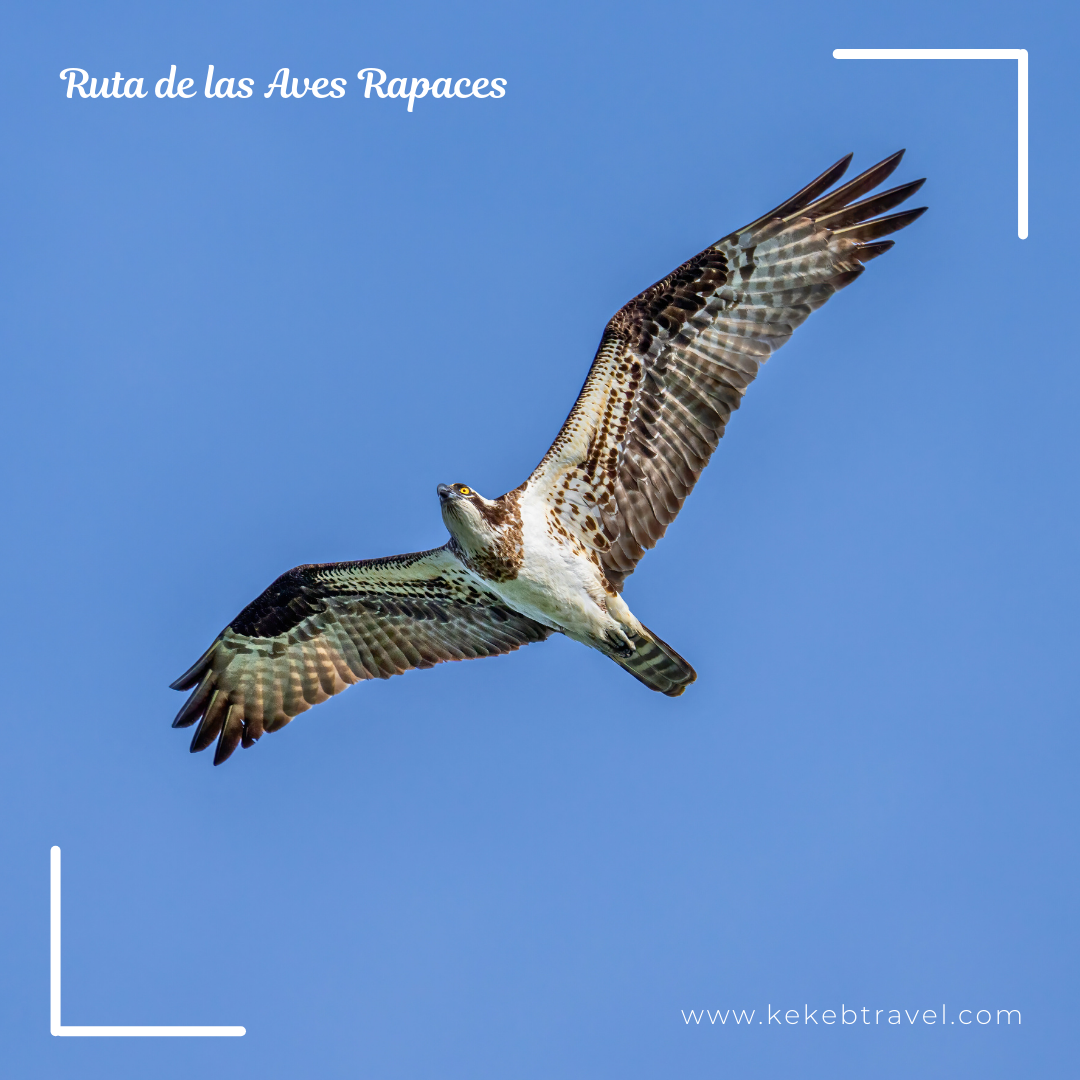 Ruta de las Aves Rapaces 9